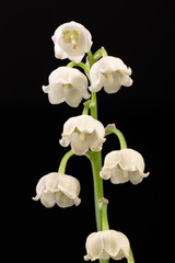 Wall Mural - Single twig of spring flowers of Lily of the valley isolated on black background