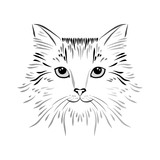 Fototapeta Koty - Hand drawn cat head. Tattoo art animal isolated