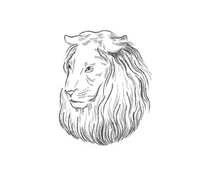 Wall Mural - Lion proud, face in profile, looking into the distance, sketch, vector, black-and-white drawing