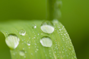 water drops on leaf