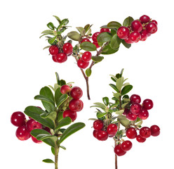 Canvas Print - isolated on white red cowberries three branches