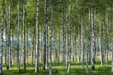 Grove of birch trees with beautiful sunlight and a green grass forest floor