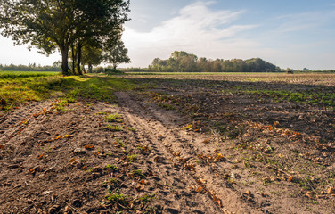 Poster - Fallen leaves and tire tracks in the earth in the foreground of a landscape with tree silhouettes