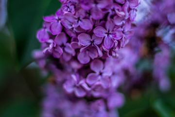 Beautiful lilac bud, violet flowers