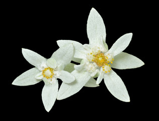 Wall Mural - Two edelweiss 1