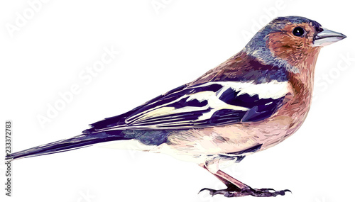 Oiseau Sur Fond Blanc Illustration Peinture Numérique Buy