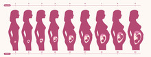 Pregnancy Period Vector