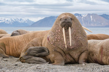 The Walrus Is A Marine Mammal, The Only Modern Species Of The Walrus Family, Traditionally Attributed To The Pinniped Group. One Of The Largest Representatives Of Pinnipeds.