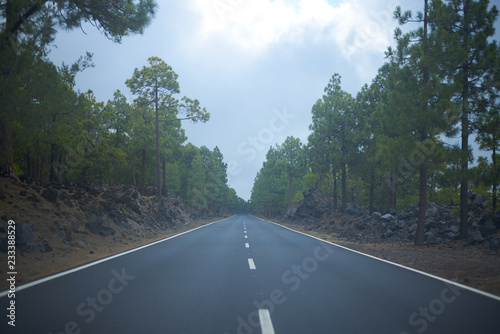 Fotografía Carretera a través de un bosque de pinos