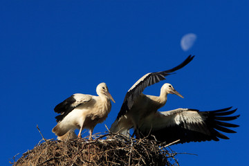 White Stork birds on a nest during the spring nesting period