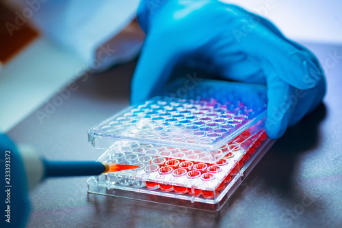 Cuadros en Lienzo Biotechnology. Laboratory technician working with cell culture