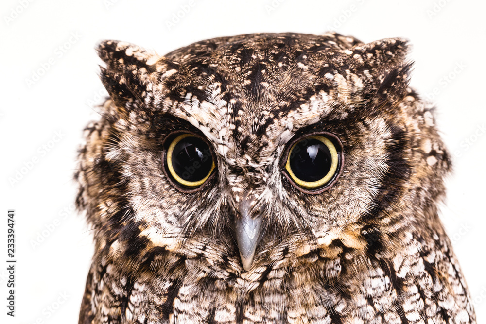 Owl face in high resolution, owl isolated. Stock Photo | Adobe Stock