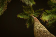 Bottom-up view of a palm tree at night