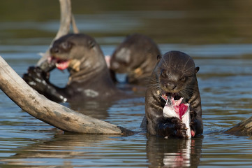 Wall Mural - The Giant Otters, Pteronura brasiliensis is eating fresh fish in the Rio Negro River in the Brazilian Pantanal