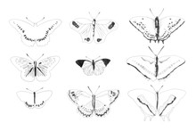 Drawing Of A Set Of Different Butterflies / Freehand Illustration With Pen In Black And White