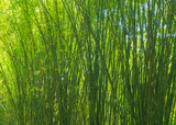 Fototapeta Sypialnia - bamboo forest,Bamboo branch beautiful green nature background
