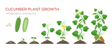 Cucumber Plant Growth Stages Infographic Elements In Flat Design. Planting Process Of Cucumber From Seeds Sprout To Ripe Vegetable, Plant Life Cycle Isolated On White Background, Vector Illustration.