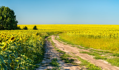 Poster - Dirt road in a sunflower field in Russia