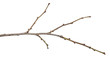© toomler - dry tree branch with buds. on a white background
