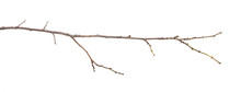 Dry Tree Branch With Buds. On A White Background