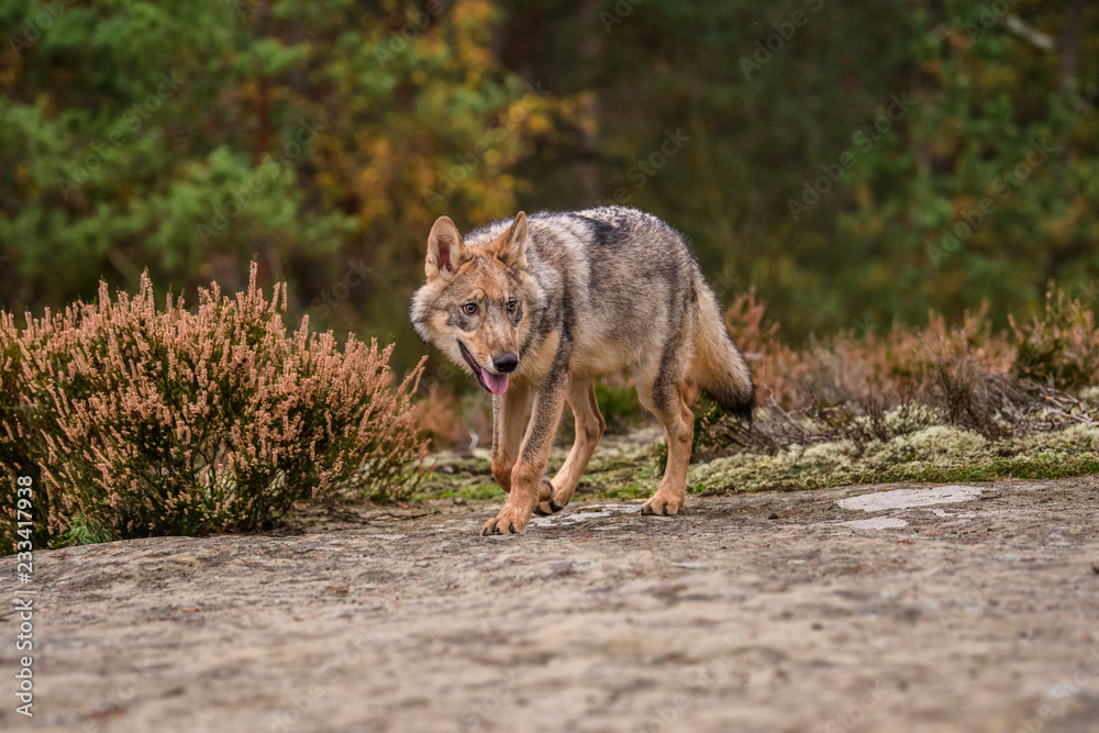 Close up portrait of a grey wolf (Canis Lupus) also known as Timber ...