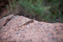 Small Lizard On Rock