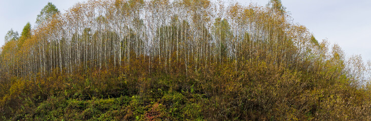  Autumn birch grove panorama