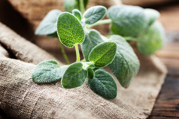 Fresh sage leaf