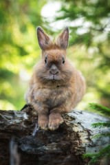 Wall Mural - Little rabbit on the walk in the forest