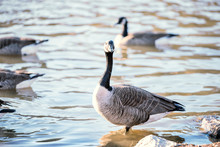 Flock Of Wild Canada Geese In Fairfax Lake Shore, Standing, Swimming In Water With Waves, Ripples, Wildlife With One Goose Near Rocks