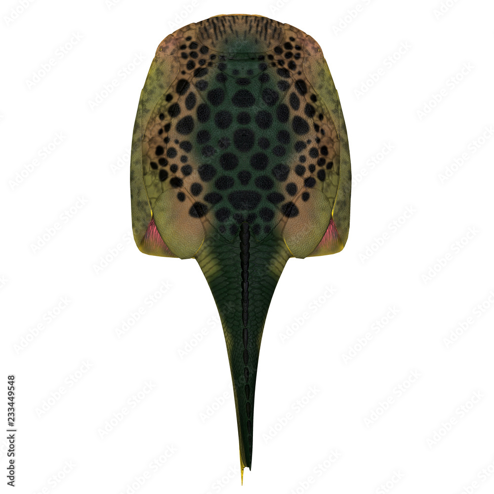 Drepanaspis Fish Back - Drepanaspis was a ray-like flattened fish that ...