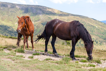 Horses in the mountains