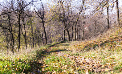 Sticker - Autumn in the UK. Road in the sunny autumn forest in Cumbria