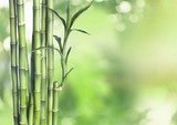 Fototapeta Sypialnia - Many bamboo stalks on natural background, decoration plant.