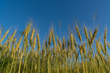 Field of wheat. Harvest time