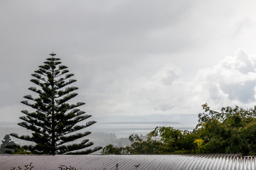 Wall Mural - Browns Bay, Auckland, New Zealand.