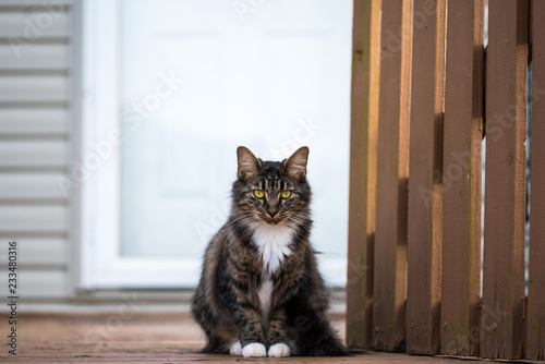 Maine Coon American Shorthair Mixed Cat On A Porch In Front Of A