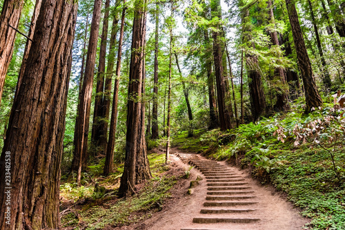 Cuadros en Lienzo Hiking trail going through redwood forest of Muir Woods National Monument, north