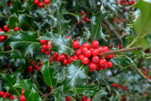 Holly With Berries
