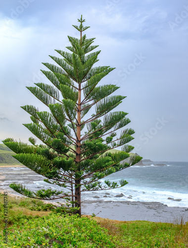 Norfolk Island Pine Araucaria Heterophylla Growing On The Illawarra Coast New South Wales Australia Also Known As Star Pine Polynesian Pine Triangle Tree Or Living Christmas Tree Buy This Stock Photo Norfolk Island Pine Araucaria Heterophylla Growing On The Illawarra Coast New South Wales Australia Also Known As Star Pine Polynesian Pine Triangle Tree Or Living Christmas Tree Buy This Stock Photo