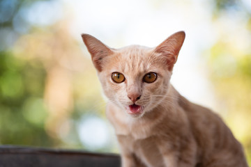 Cute ginger cat with yellow eyes is calling for food