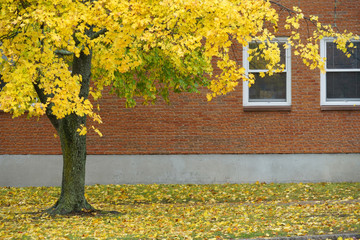 Wall Mural - autumn yellow trees with fallen leaves in front of the building