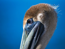 Closeup Side View Of Beautiful Brown Pelican With Blue Background