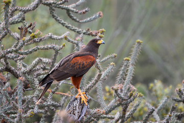 harris's hawk perched amongst cholla cactus
