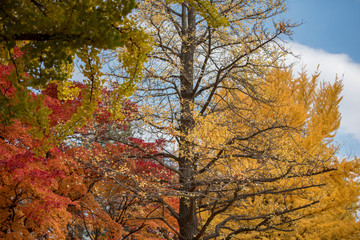 Wall Mural - Maple leaves, autumn colors in Japan, Fall foliage season with blue sky and clear day.