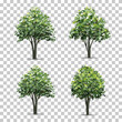 Collection of Tree isolated on transparent background with soft shadow. Vector.