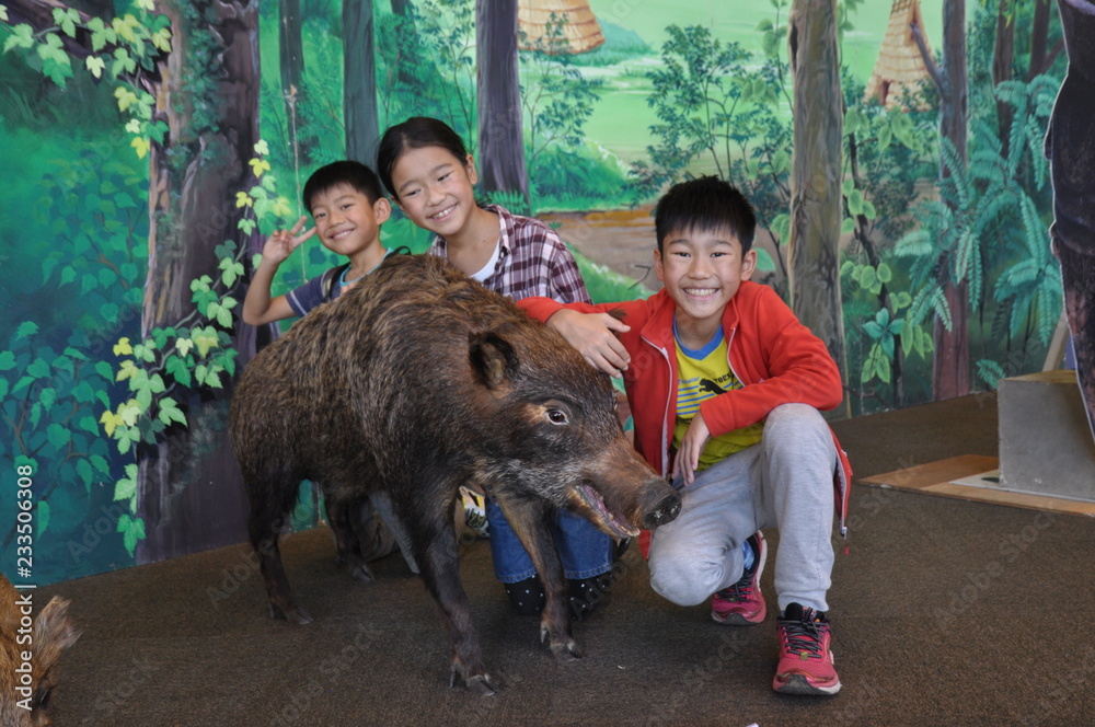 イノシシと子供達 干支 剥製 三兄弟 トリオ Stock Photo | Adobe Stock