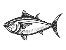 Fish Sea Sketch. Isolated Animal Animal Underwater