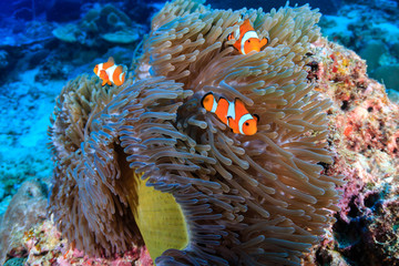 A family of cute False Clownfish in a colorful anemone on a tropical coral reef