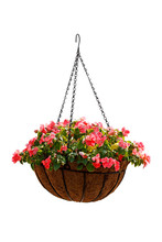 Hanging Basket Of Beautiful Flowers Isolated On White Background